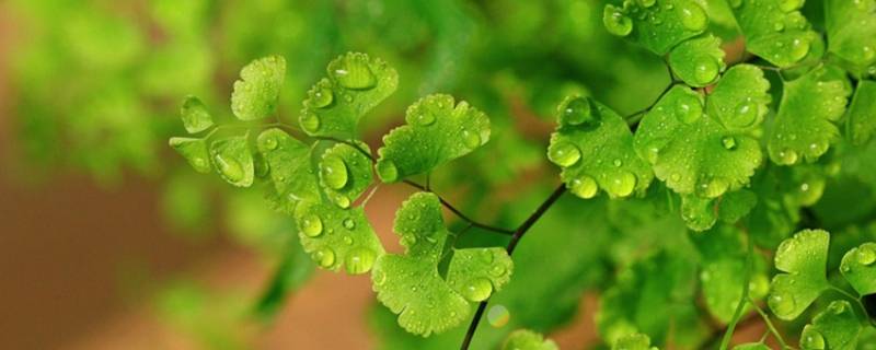 植物是可再生能源吗 植物是可再生能源吗为什么