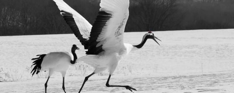 鹤代表什么象征意义（鹤的寓意和象征风水）