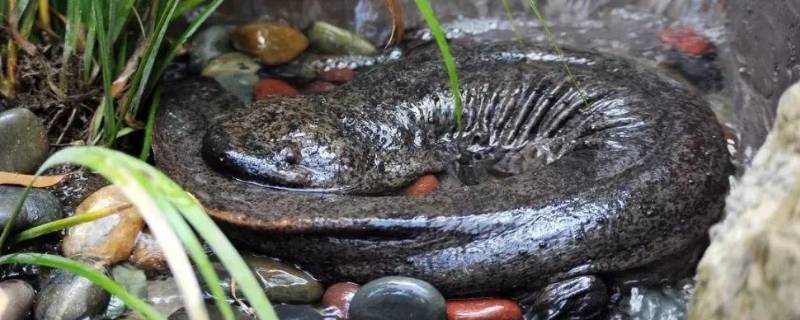 娃娃鱼的叫声是什么声音（娃娃鱼的叫声 声音）