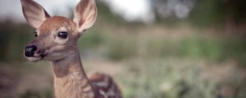 小鹿脚印什么形状（小鹿的脚印儿画什么）