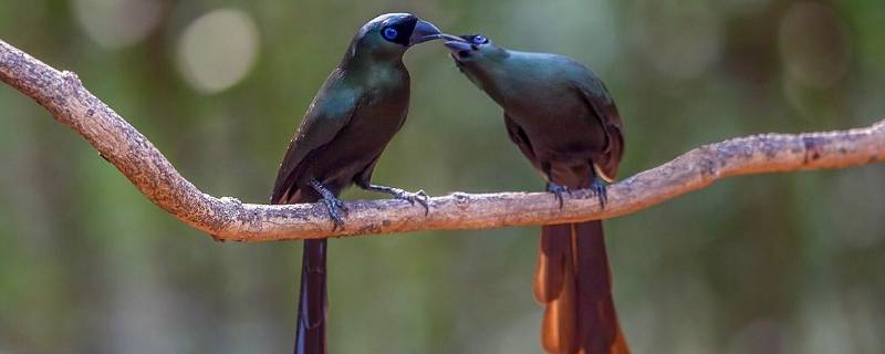 黑头蓝尾巴是什么鸟（蓝尾灰喜鹊）