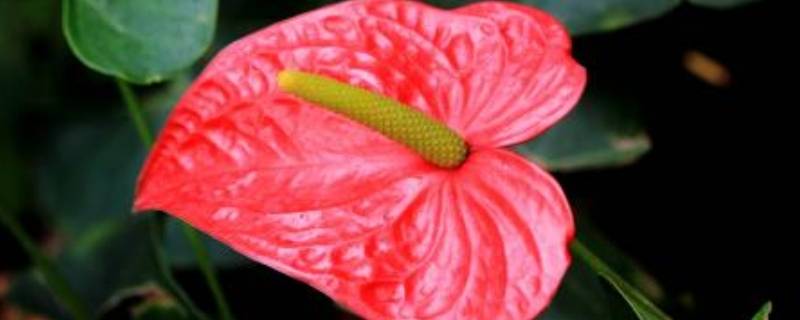 山羊的脚印像什么花呢 山羊的脚印像爱心吗