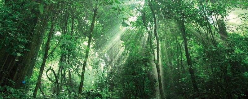 尾巴植物学家称它为（尾巴植物学家称它为什么尖）