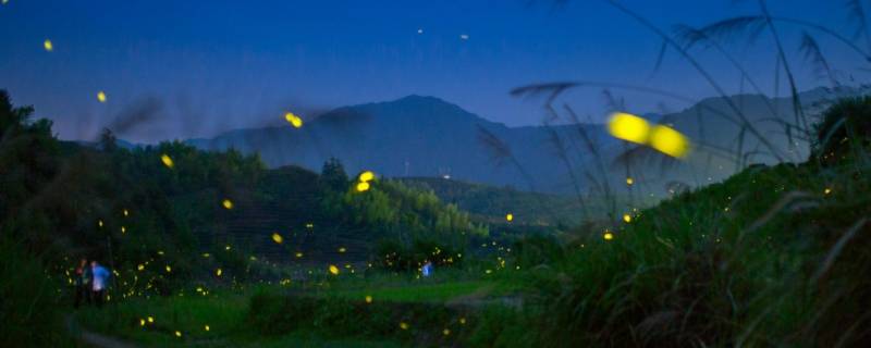 夏天的夜晚有什么动物 夏天的夜晚有什么动物的叫声