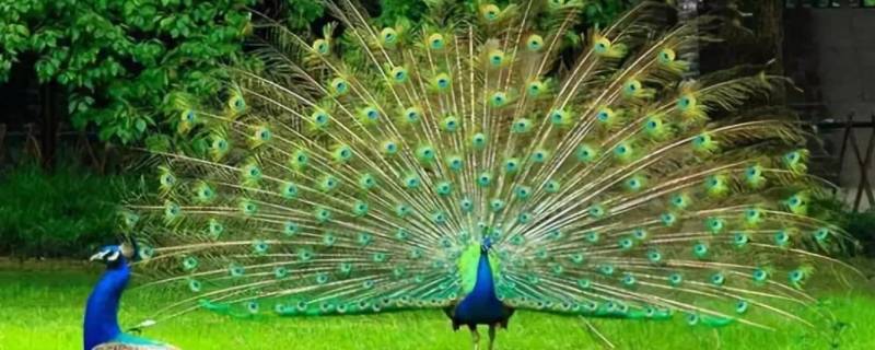 孔雀寓意什么意思 孔雀寓意什么意思和象征