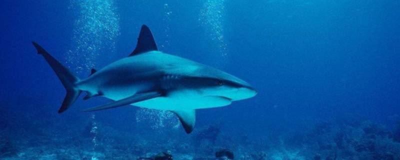 海洋中的海中霸王是什么（海洋中的海中霸王是什么鱼）