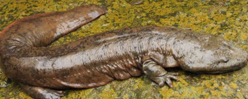 娃娃鱼会不会被水淹死（娃娃鱼会被水淹死吗?）