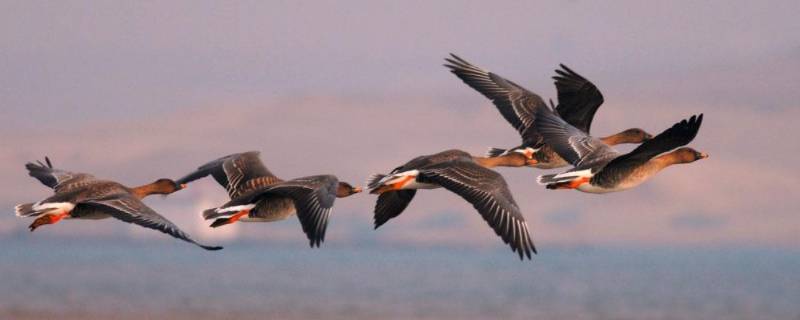 大雁象征什么 大雁象征什么的爱情
