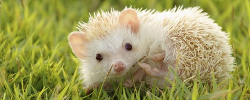 带刺的动物（带刺的动物有哪些）