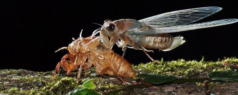 蝉的外形特征 蝉的外形特征描写简短