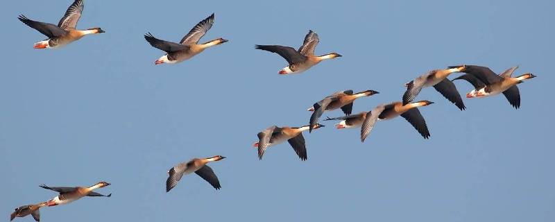 大雁往南飞是因为什么（大雁往南飞是因为什么一年级）