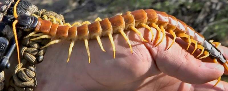 家里有蜈蚣怎么办能除根 家里有蜈蚣怎么能彻底消灭