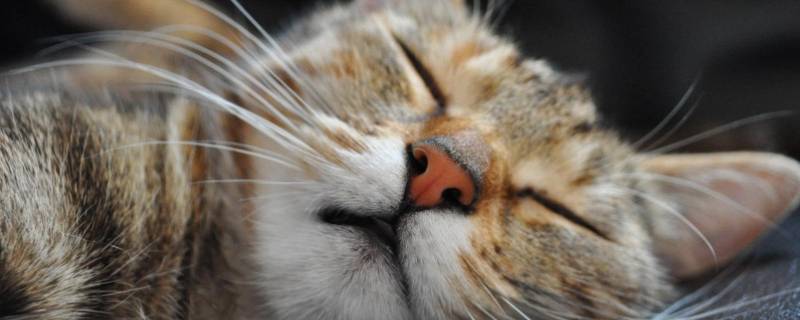 犬科和猫科的区别（狮子为什么被改为犬科）