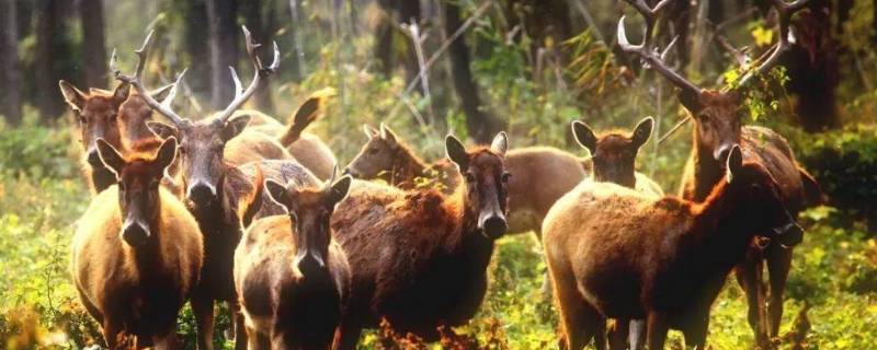 四不相都像哪些动物 四不相都像哪些动物生肖