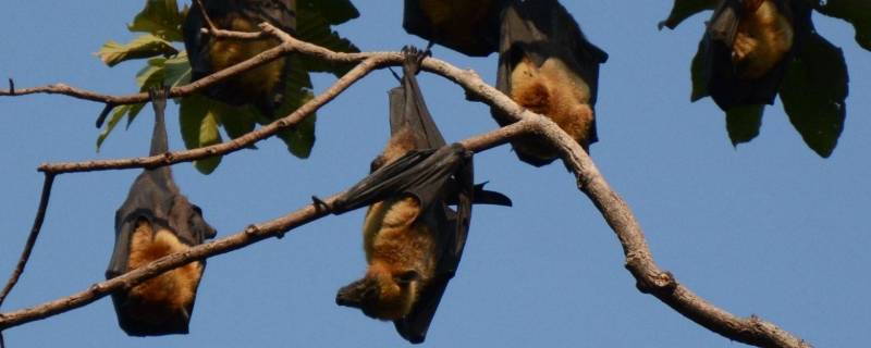 蝙蝠是保护动物吗（野生蝙蝠是保护动物吗）