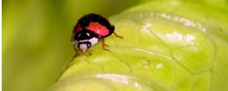 四星瓢虫是益虫还是害虫（黄色的四星瓢虫是益虫还是害虫）