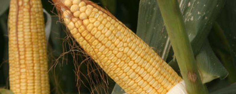 粟玉是什么（粟玉是什么农作物）