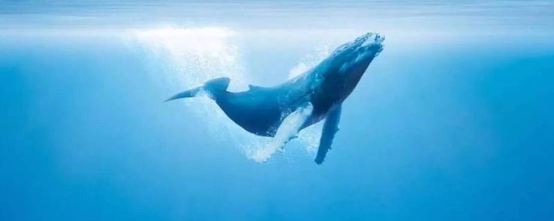 鲸鱼能活多久（鲸鱼能活多久呢）