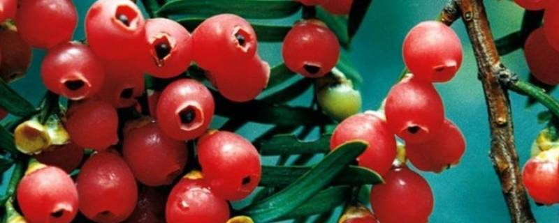 红豆杉果子有毒性吗（红豆杉果子正确食用方法）