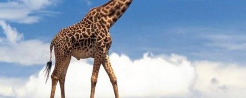 长颈鹿的尾巴像什么样子 长颈鹿的尾巴像什么样子图片