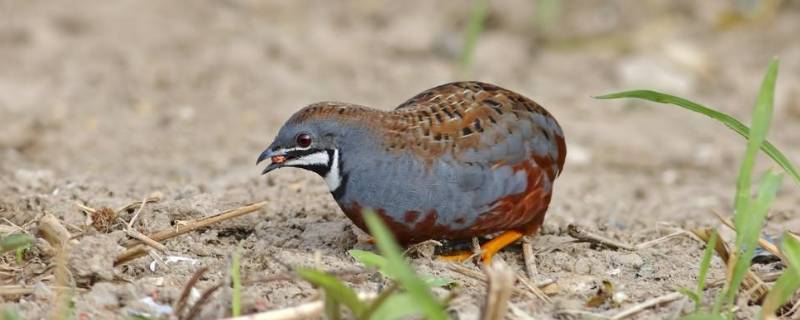 鹌鹑和鸽子的区别 鹌鹑和鸽子的区别在哪里