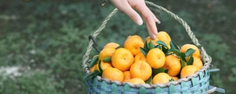 南丰蜜桔和沙糖桔的区别（南丰蜜桔和沙糖桔的区别图片）