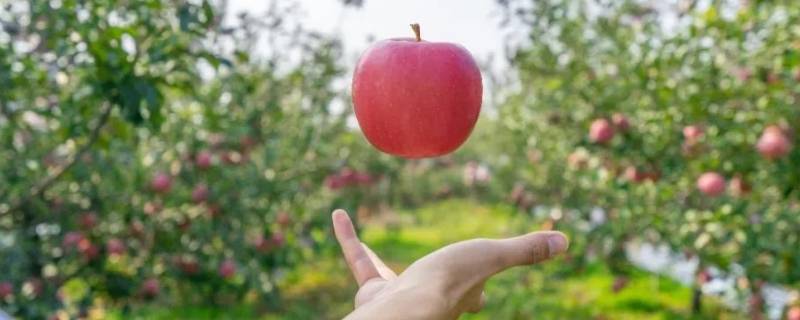 苹果什么时候传入中国 苹果手机什么时候传入中国