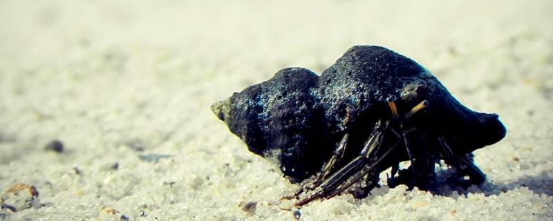 海岸边的动物有哪些（海岸边的动物有哪些?）