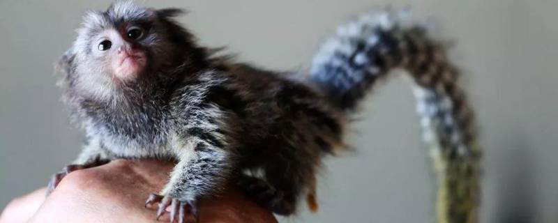 世界上最小的猴子 世界上最小的猴子图片