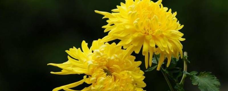 菊花是哪个国家皇室和贵族的花（菊花是哪个国家皇室和贵族的花名）