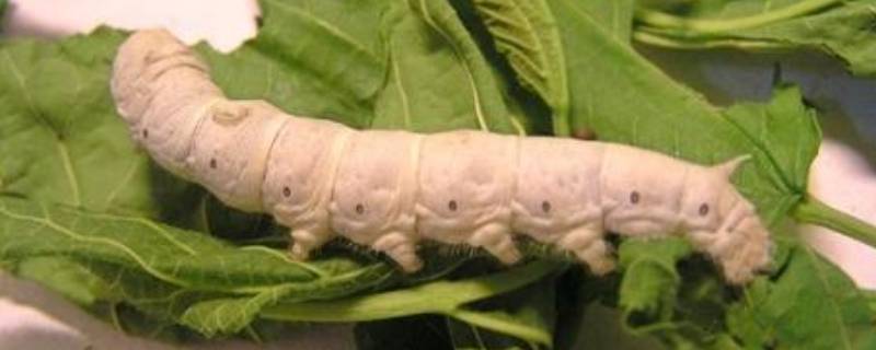 蚕是昆虫吗（蚕是昆虫吗?正确答案）
