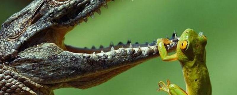 咬合力最强的动物（历史咬合力最强的动物）