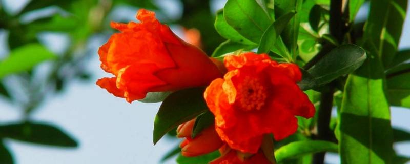 西安的市花是什么名字 西安的市花是哪一种花
