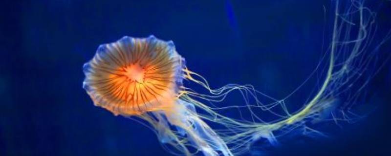 什么动物打开什么像把伞（什么动物打开尾巴像把大扇子）