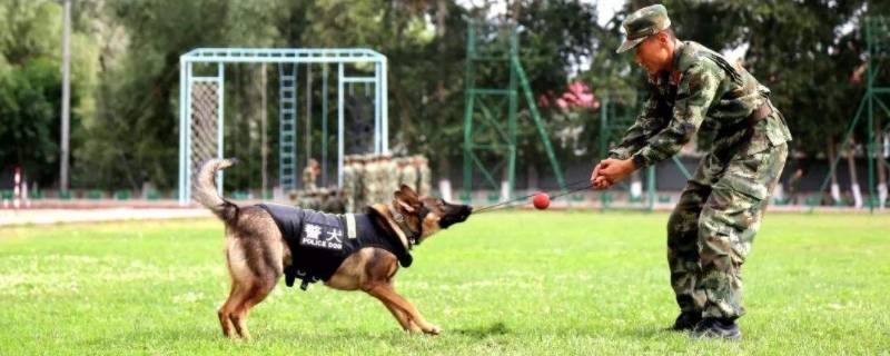 军犬和警犬的区别（军犬和警犬的区别是什么）