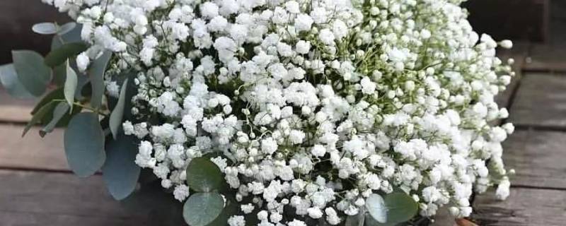 满天星的花语（满天星的花语是什么）
