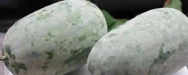 冬瓜皮上的白霜能吃吗（冬瓜皮上的白霜能吃吗有毒吗）