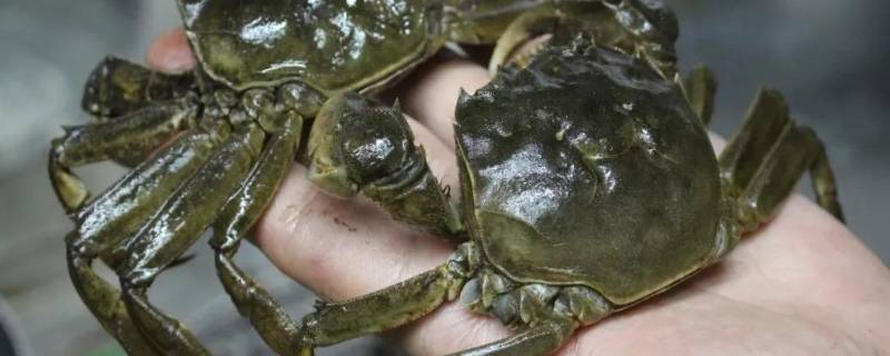 活螃蟹冷冻后还可以吃吗 活螃蟹冷冻后还可以吃吗视频
