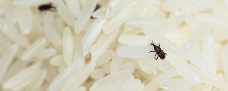 米里面有黑虫怎么办 米里面有黑虫怎么办怎么除掉