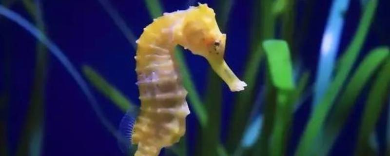 海马是爸爸生的吗 海马是爸爸生的吗?专家讨论的论文是什么