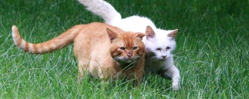 家猫和野猫的区别 家猫和野猫的区别段子