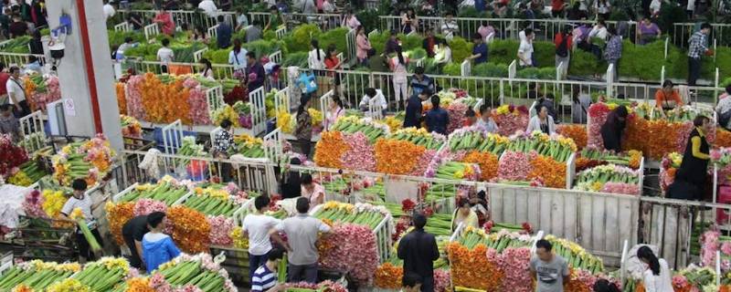 斗南鲜花批发市场在哪里 斗南鲜花批发价格