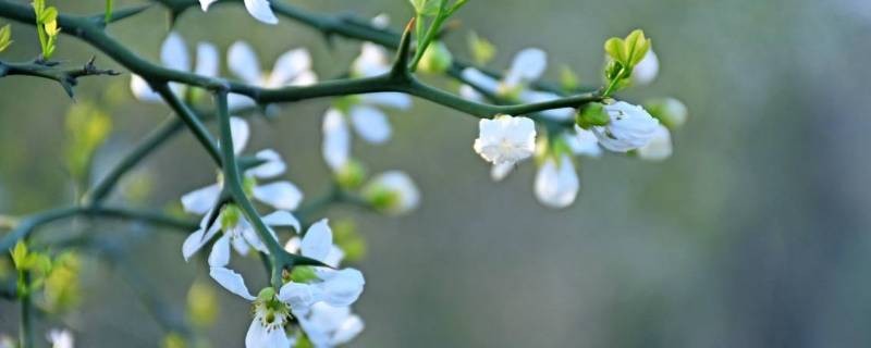 东风是什么季节（南风是什么季节）
