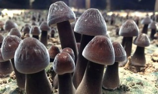鸡枞可以放冰箱冷藏吗 鸡枞可以放冰箱保鲜方法