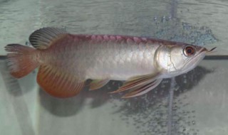 如何挑选金龙鱼幼仔（如何挑选金龙鱼幼鱼）