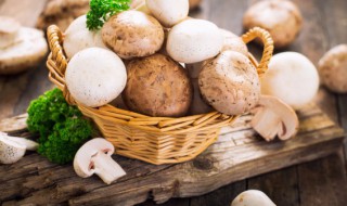 蘑菇可以放冰箱冷冻吗（蘑菇能不能冻冰箱）
