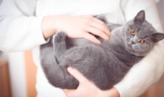 猫奴是什么意思 sm狗和猫奴是什么意思