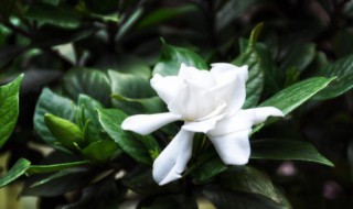 什么花可以吸甲醛（什么花可以吸甲醛?）